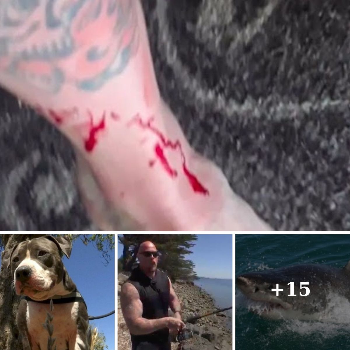 To save his owner, a pitbull fights off a 6-foot shark.