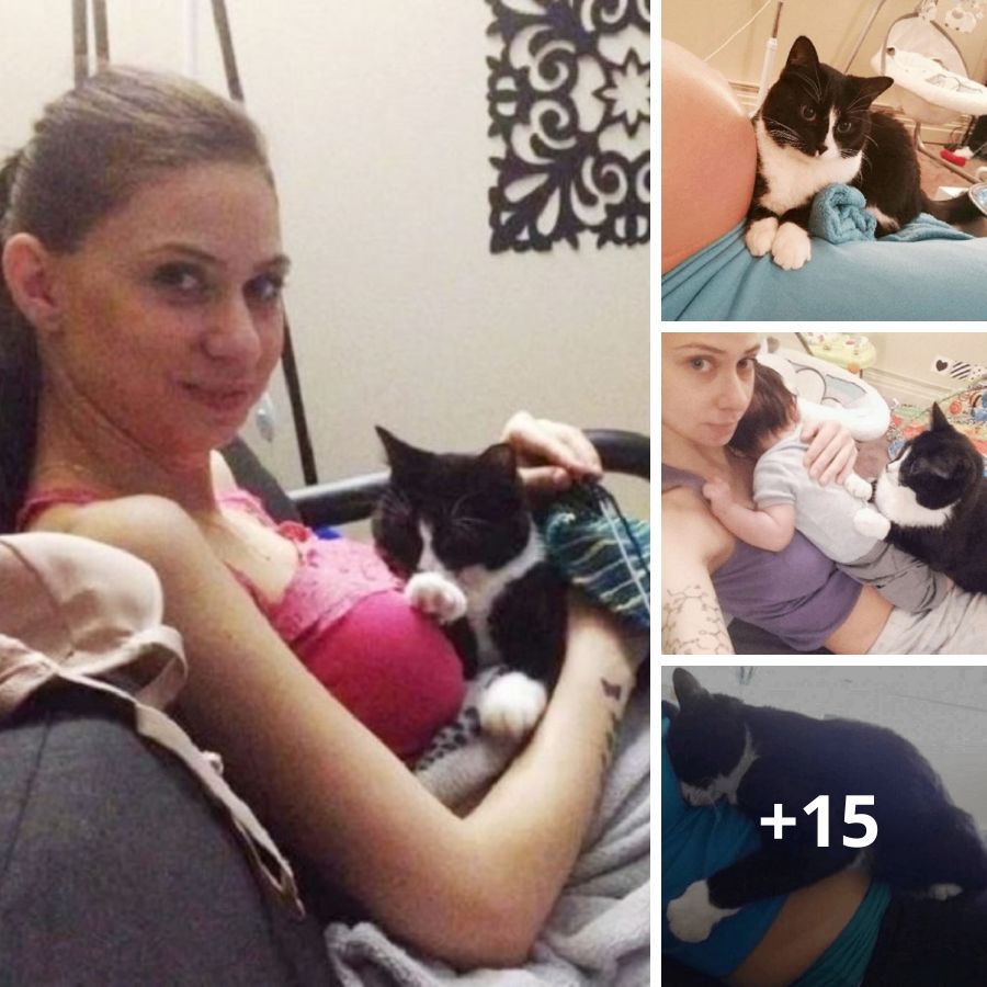Unwavering Devotion: A Rescued Kitty's Faithful Guarding of Her Baby Since Pregnancy