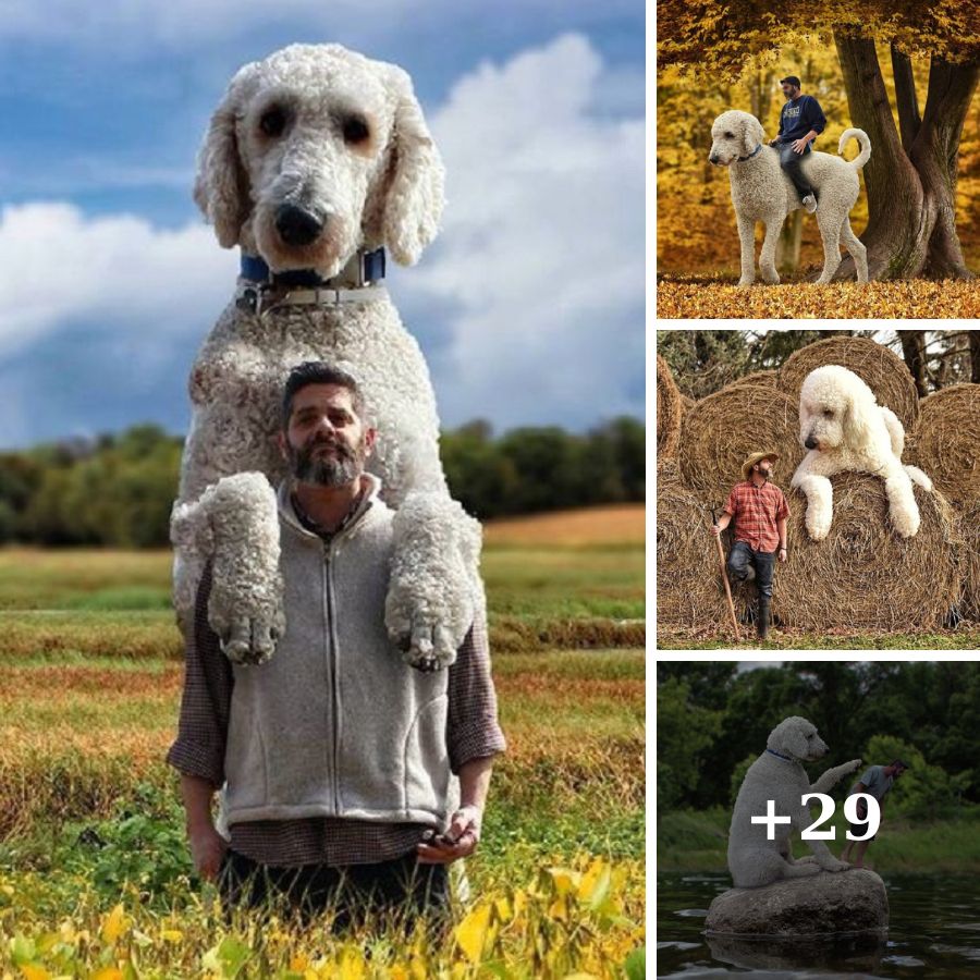 The Giant Dog's Unwavering Loyalty: Following Its Owner Everywhere