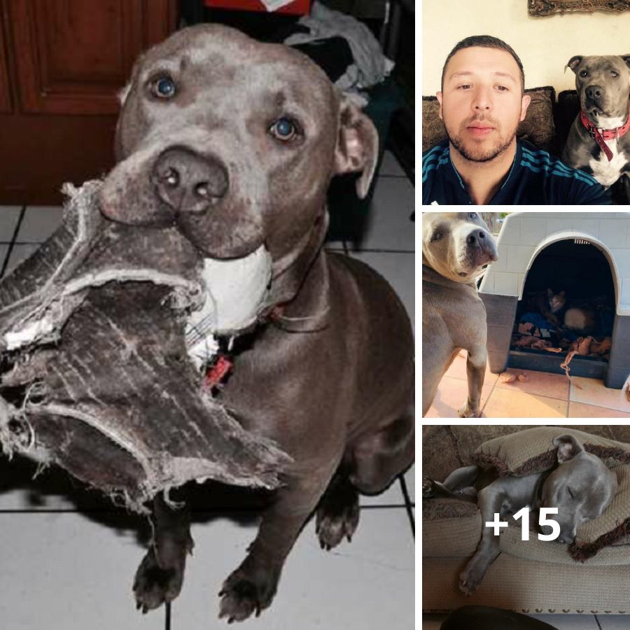 Heartwarming Gesture: Compassionate Pit Bull Welcomes Pregnant Stray Cat into His Doghouse for Birth, Inspiring Kindness