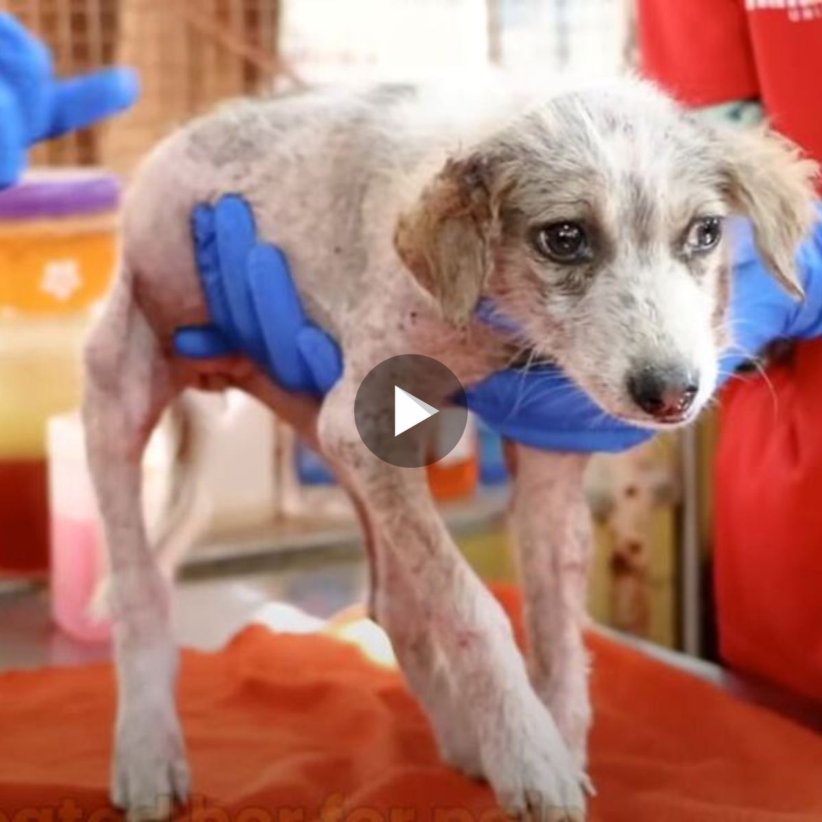 Chilling in Pain: A Pitiful Puppy Trembling in Agony, Injured and Severely Afflicted with Skin Ulcers, Desperately in Need of Assistance.