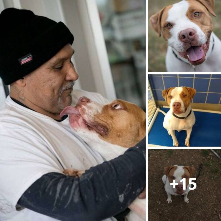 Reuniting Hearts: A Dog's Embrace as Dad Returns to the Shelter, Revealing the Unbreakable Bond Between Humans and Animals