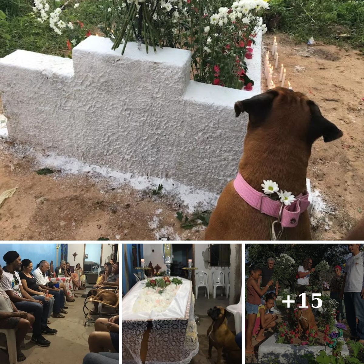 This Dog Cried Like A Human At the Funeral Of Its Owner, Making Many People Cry