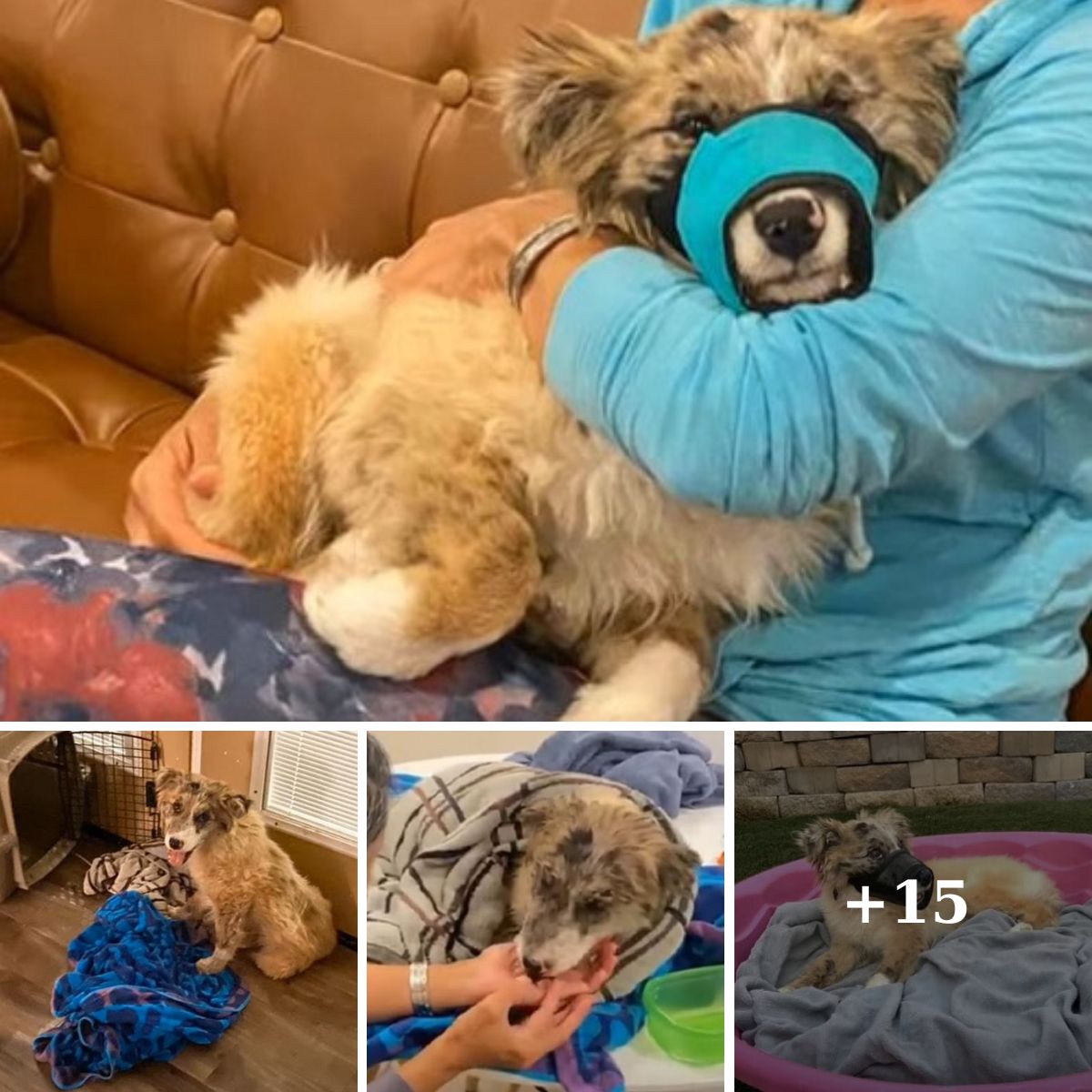 Heartwarming Rescue: Poor Dog’s Broken Jaw Mended with Love and Sincere Concern from Everyone Around.