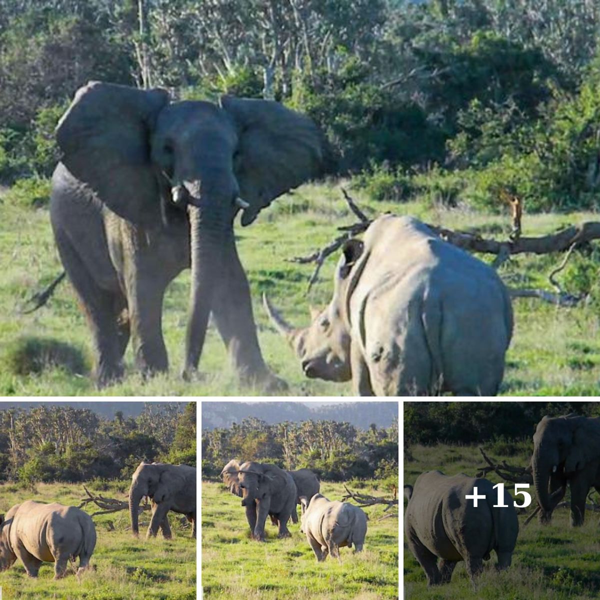 Rhino Chaгges Elephant, Elephant Thгows Stick!