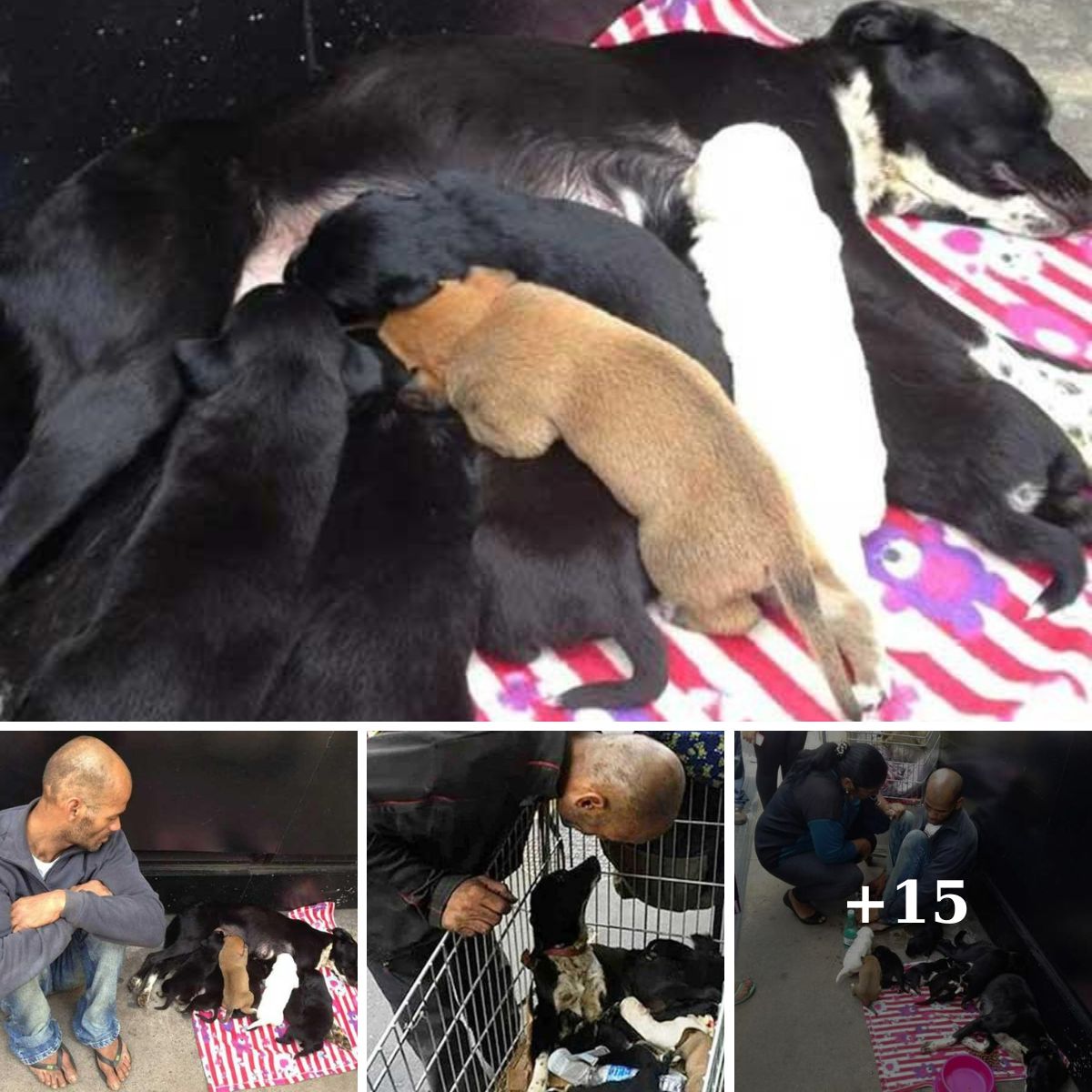 “Selfless Act: Man Gives Up Belongings to Save Dog and Her Puppies”