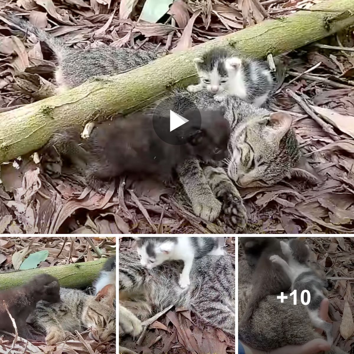Tragedy Strikes: While the family was seeking shelter together, a large tree branch accidentally fell, pinning them down. A heart-wrenching moment as the two kittens scream in tears, overwhelmed by concern for their mother.