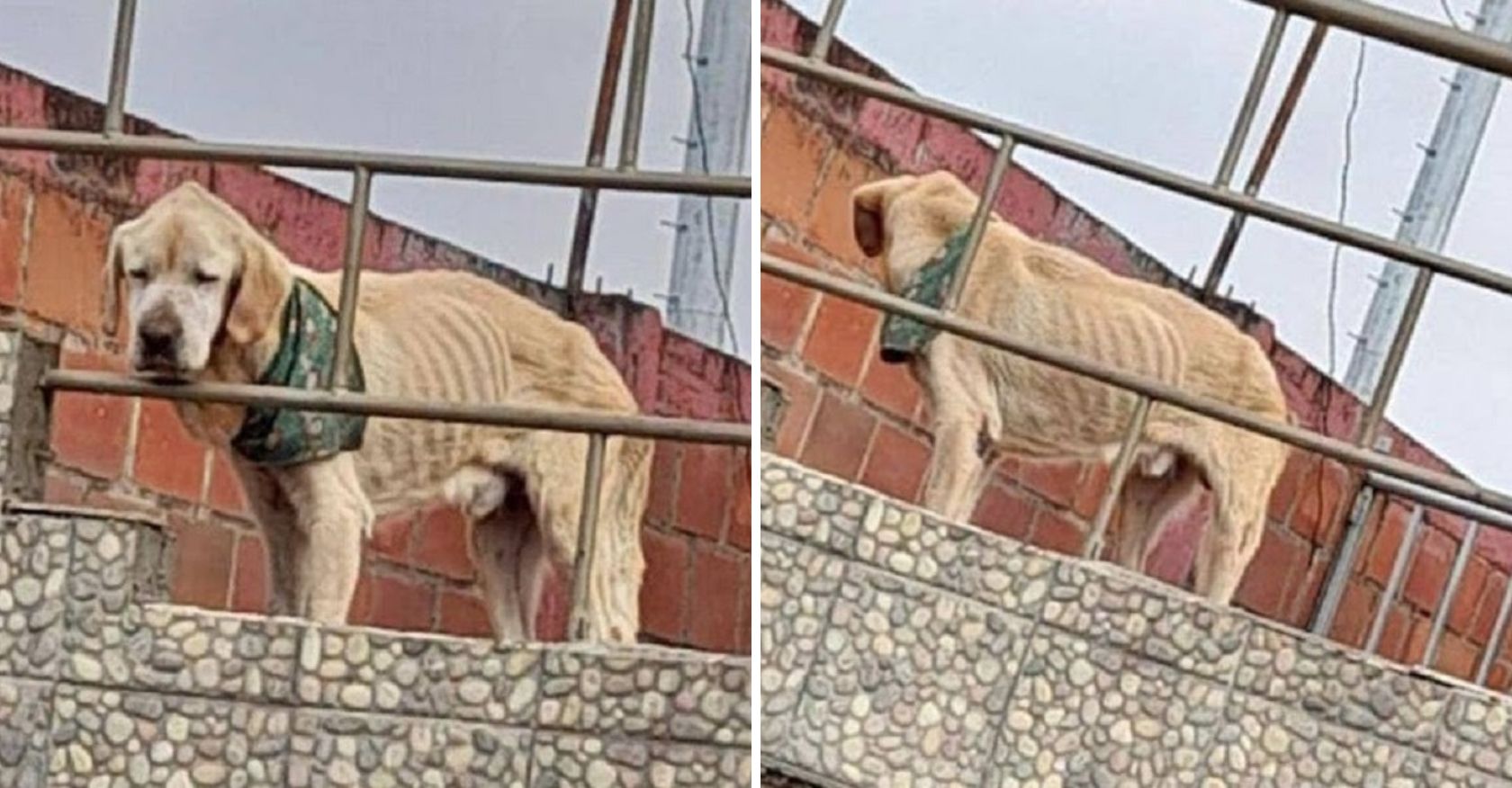 “Emaciated and Heartrending, Dog Survives Days Alone on a Roof, Desperately Awaiting Rescue.”