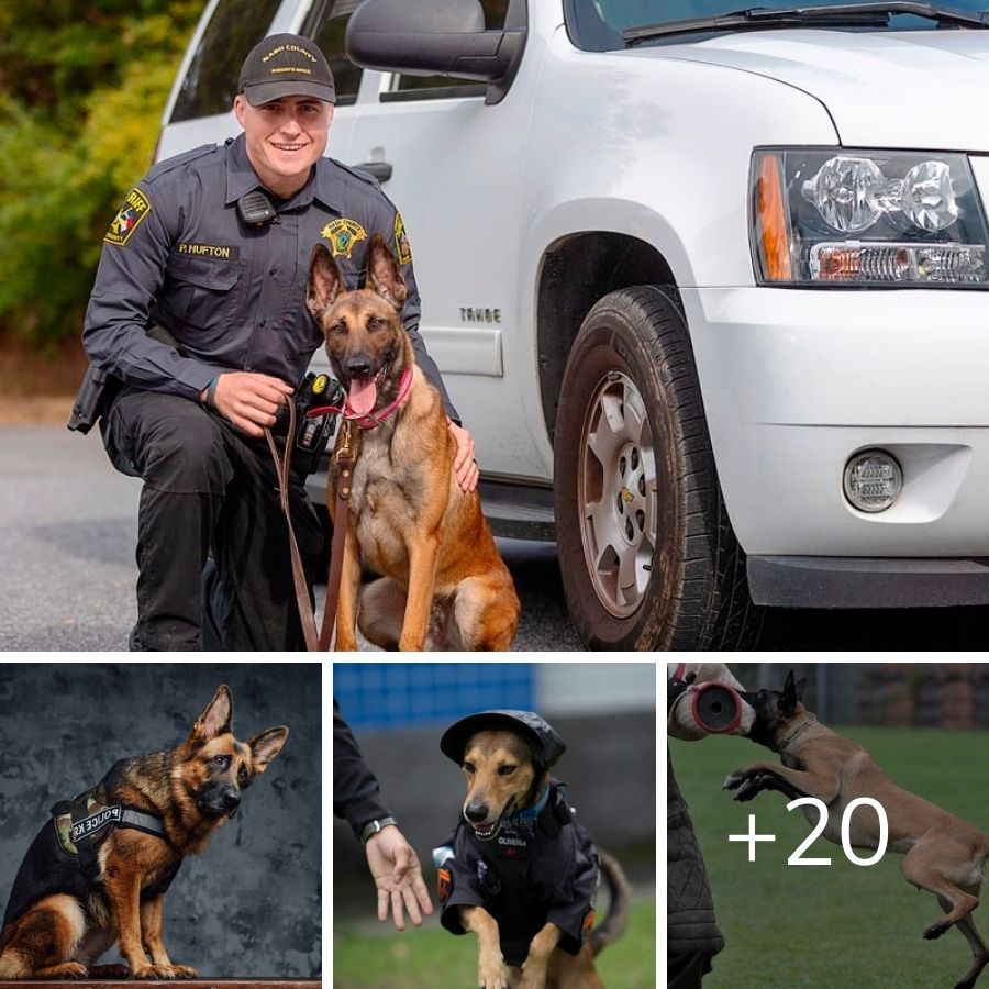 Police Dogs The Heroes Behind the Badge