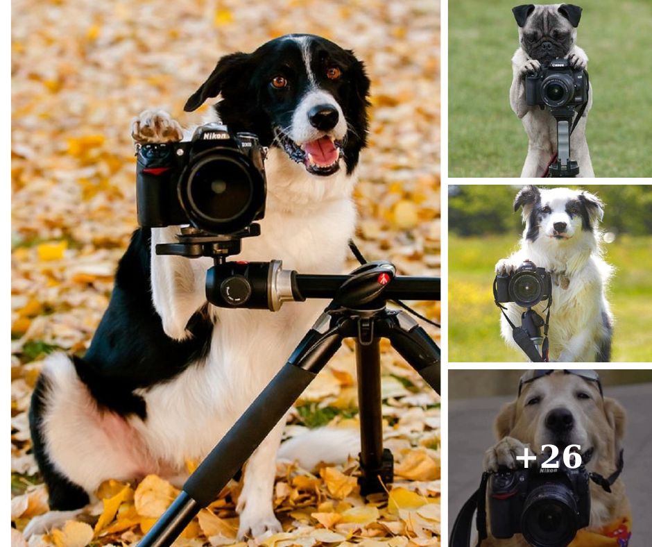 From Paw Prints to Paw-tography: How Dogs Are Becoming Four-Legged Photographers
