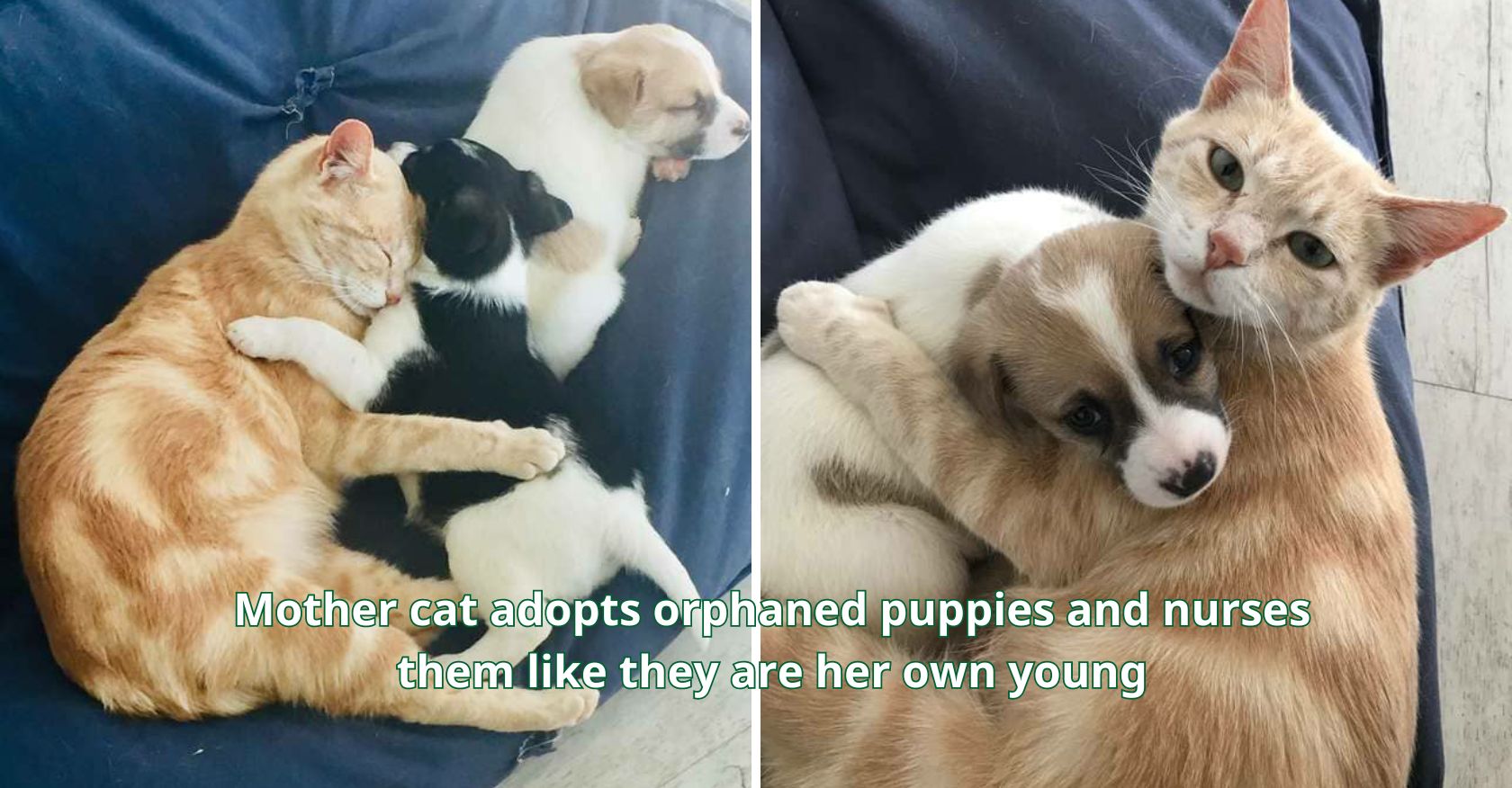 Mother cat adopts orphaned puppies and nurses them like they are her own young