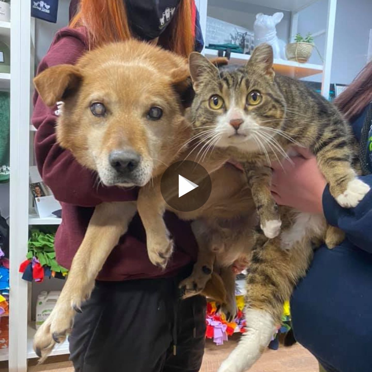 Heartwarming Story: Blind Dog and Cat Supporting Each Other on Their Journey to Find a Forever Home, Despite All Odds
