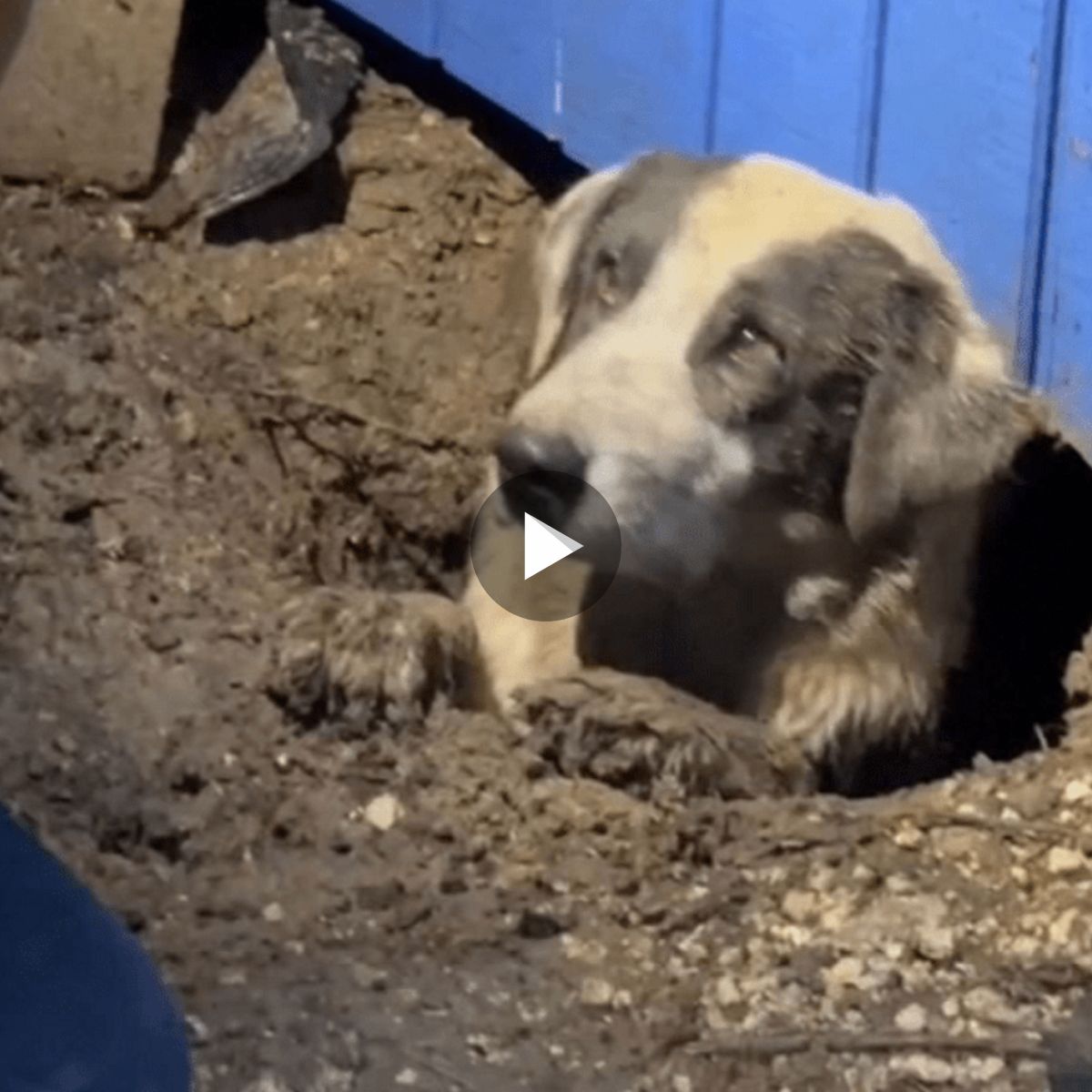 The Dog Trapped Under a House After a Devastating Tornado and Finally Rescued