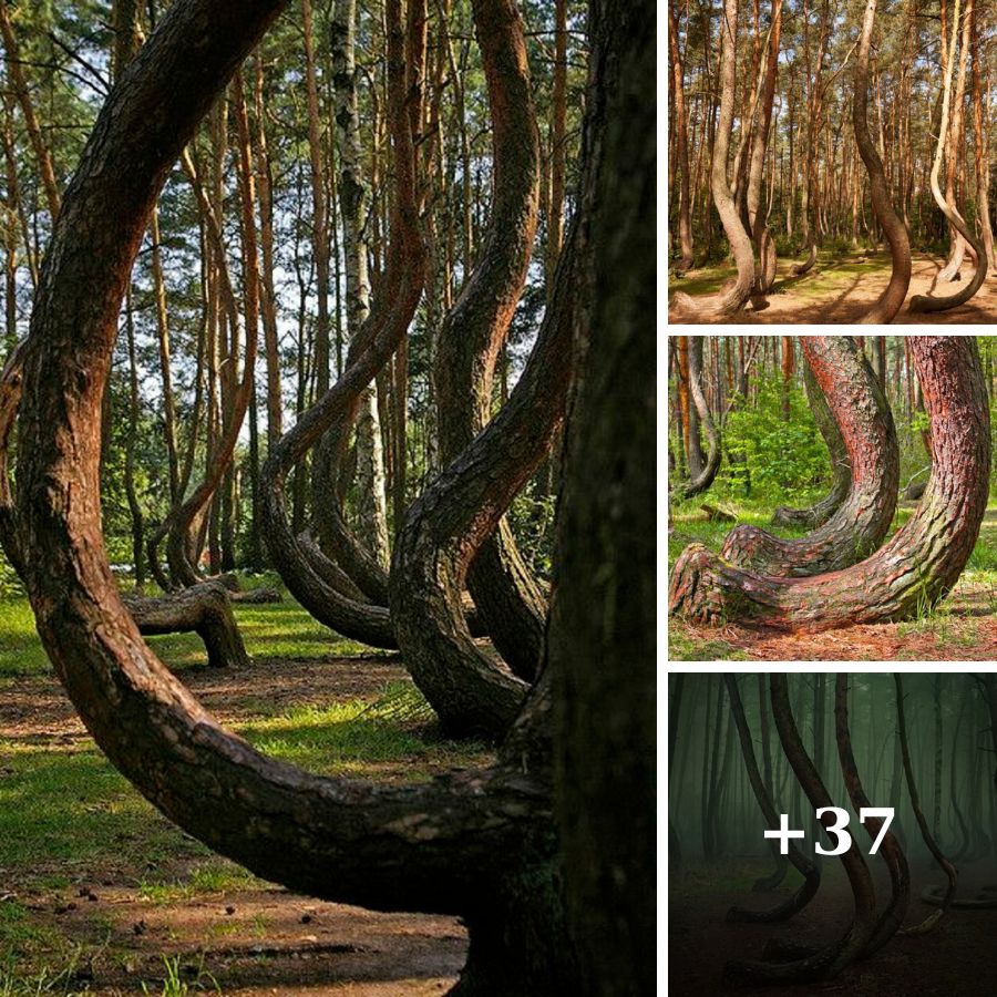 Crooked Forest, Poland Nature's Enigmatic Grove