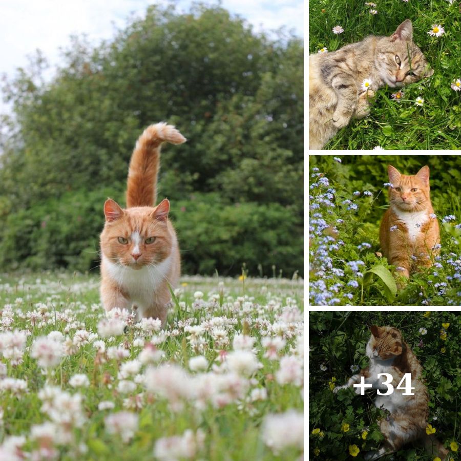 Cat Strolls Among Blooms The Delight of Garden Cats