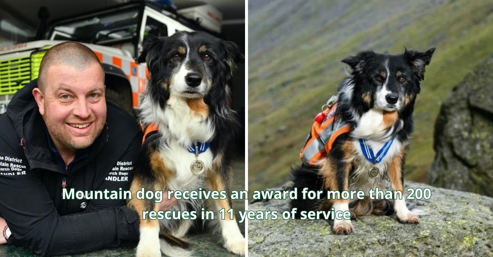 Mountain dog receives an award for more than 200 rescues in 11 years of service