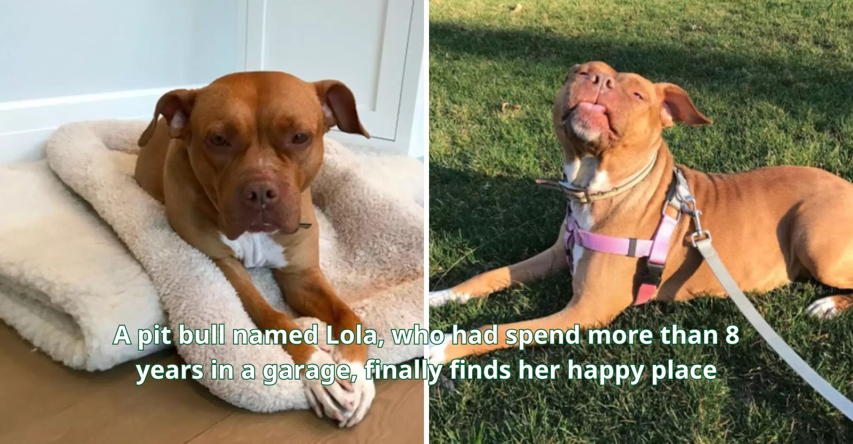 A pit bull named Lola, who had spend more than 8 years in a garage, finally finds her happy place