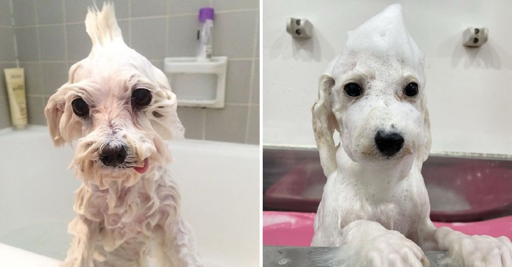 Splish-Splash: An Adorable Dog's Bath Time Adventure