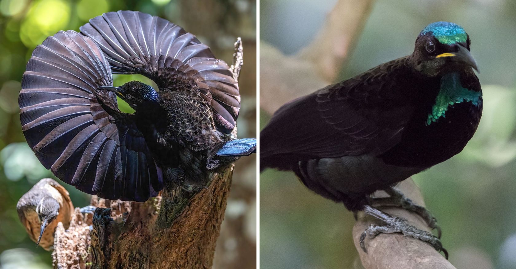 Victoria’s Riflebird: Weird and Wonderful Animal