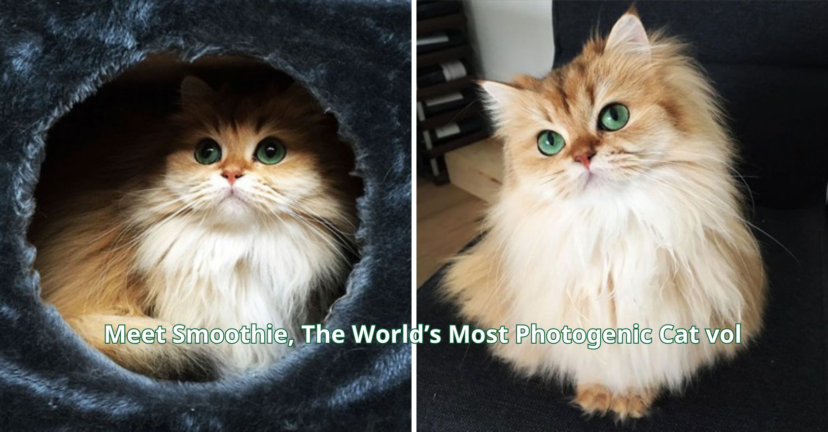 Meet Smoothie, The World’s Most Photogenic Cat
