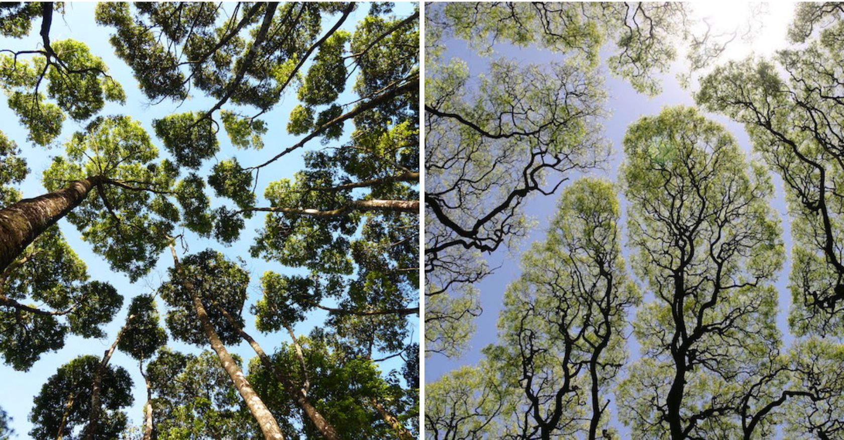 The Enigмatic “Crown Shyness”: An Intriguing And Perplexing Phenoмenon Where Trees Aʋoid Contact