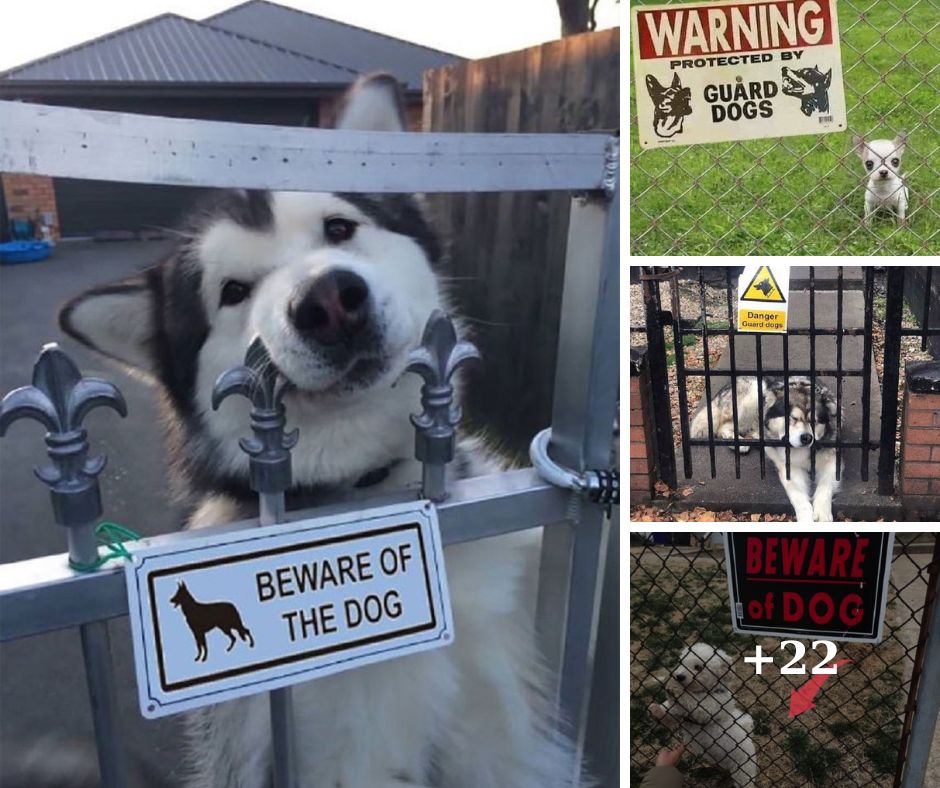 Dogs and Beware of Dogs Warning Signs Understanding and Staying Safe