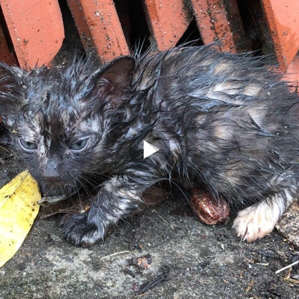 Homeless kittens wandered the streets after the rain and called out for their mother