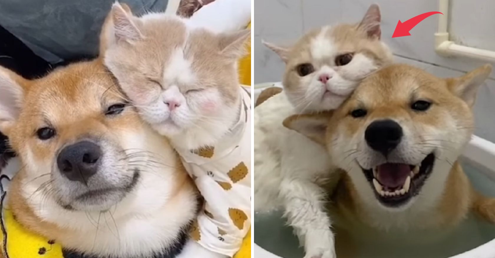 Unlikely Companions: Cats and Shiba Dogs - A Tale of Feline Friendship