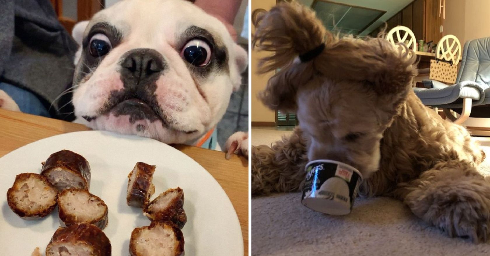Dogs and Their Meals: A Culinary Journey of Canine Delights