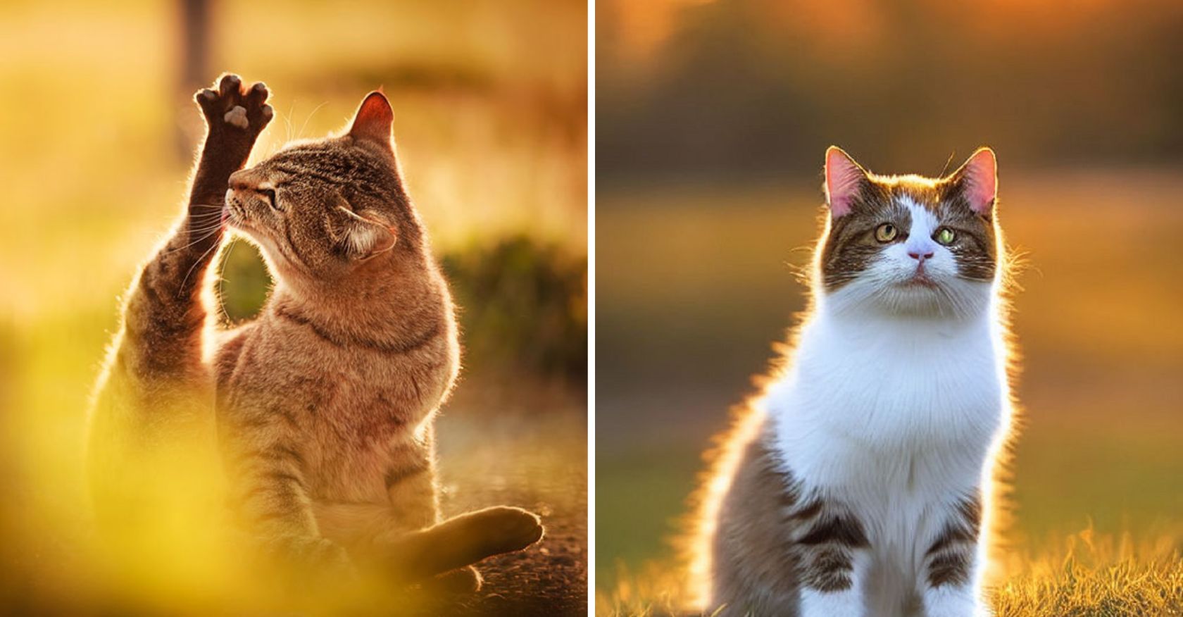 Cats Bathed in Golden Light: Captivating Moments in Sunlit Photography