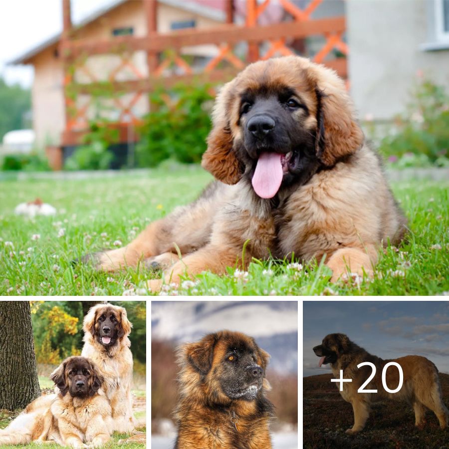 Leonberger The Gentle Giant of Dog Breeds
