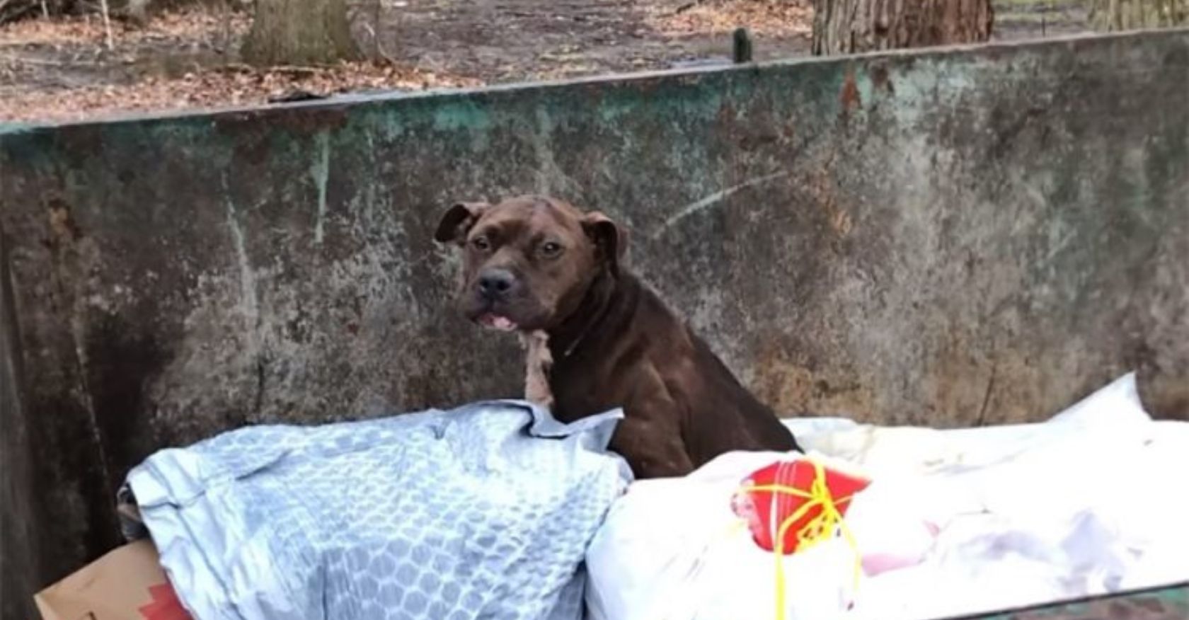A pitbull dog, callously thrown in the trash, pleads for help. Its eyes reflect a profound desperation for a second chance.
