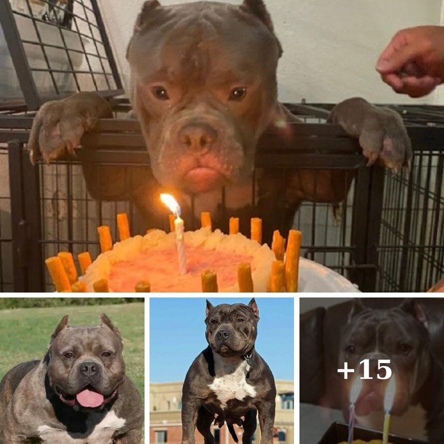 Happy birthday to him, the homeless dog shed tears of joy when celebrating his first ever birthday at the animal shelter