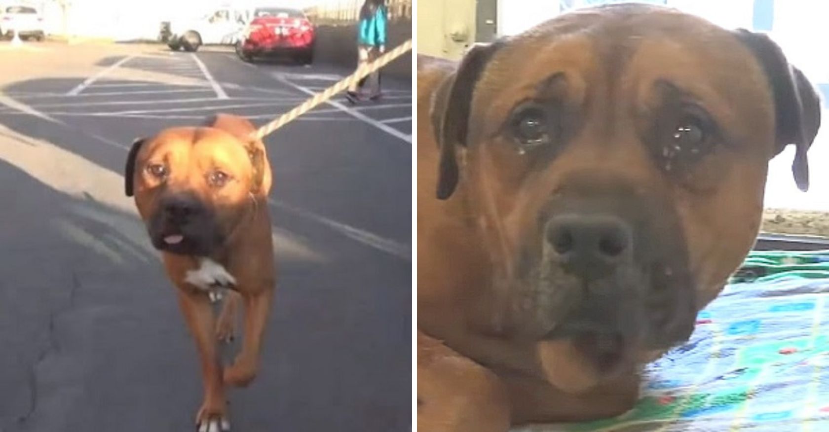 Heartbroken dog can’t stop crying after realizing he’s been abandoned and separated from his brother