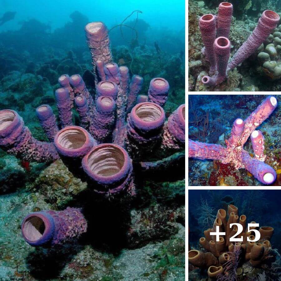 The Resilience and Beauty of Organ Pipe Coral