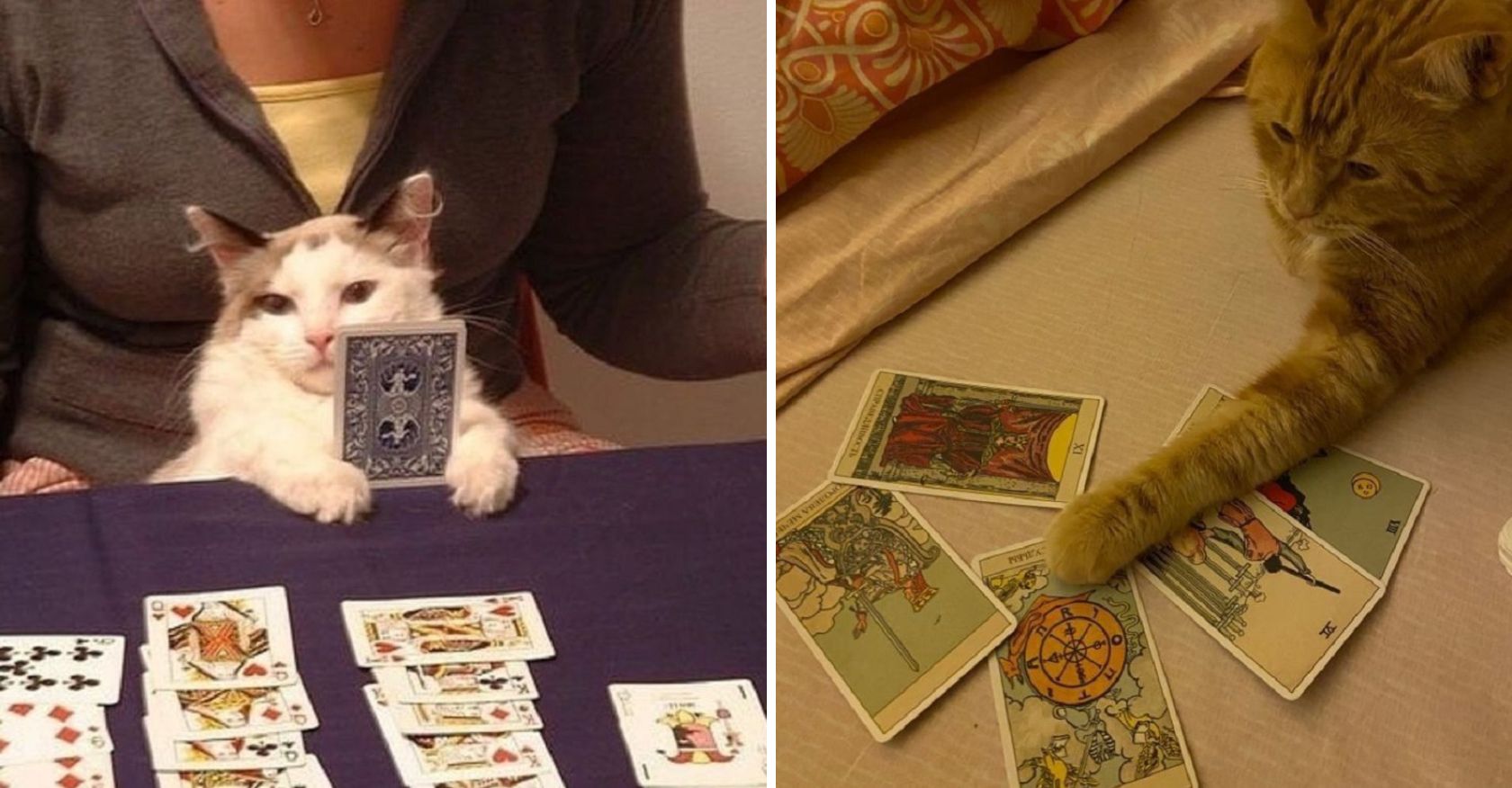 The Enigmatic World of the Fortune-Telling Cat Whiskers and Predictions