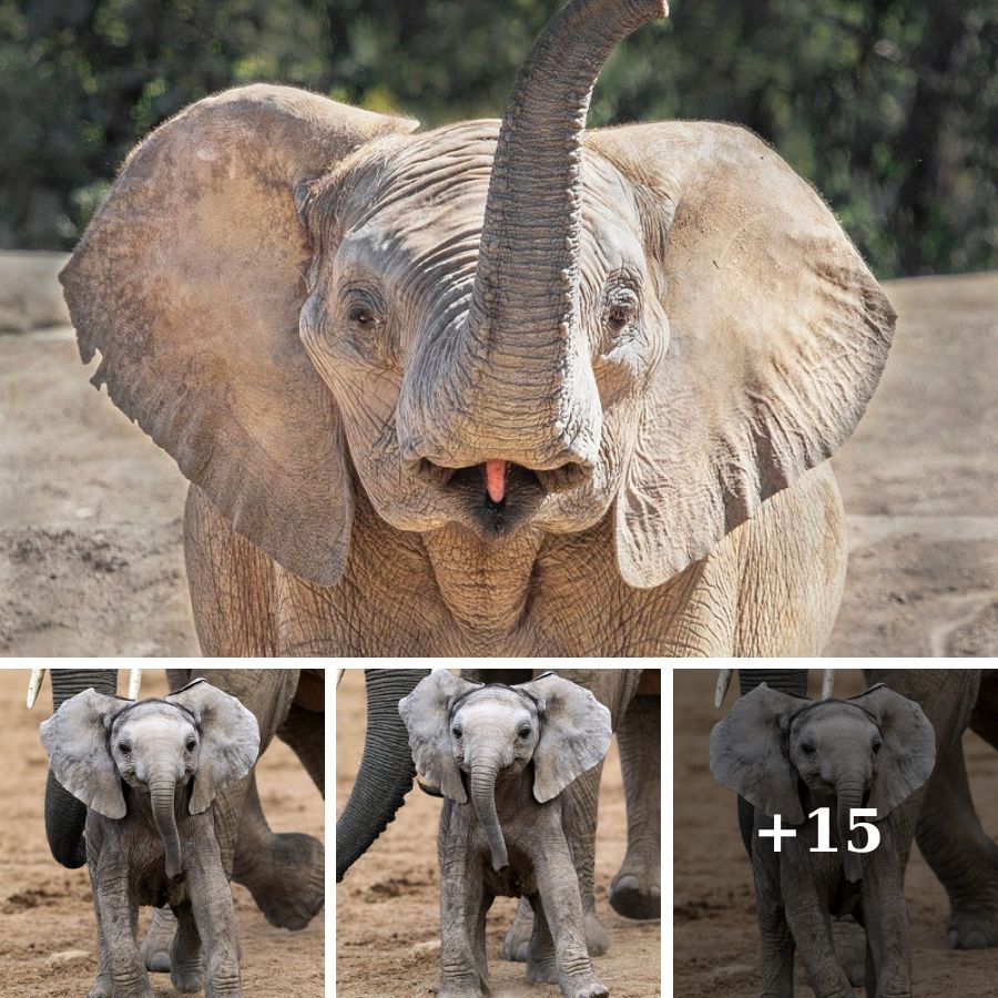 Captivating Photo: Baby Elephant Caught Flashing a Delightful Smile