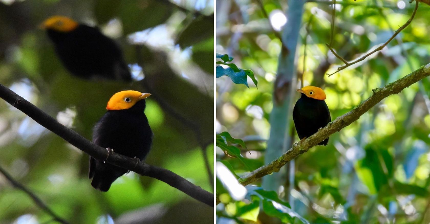 Astonishing Cross: Two Parental Birds Unite to Create Rare Hybrid Bird in the Amazon