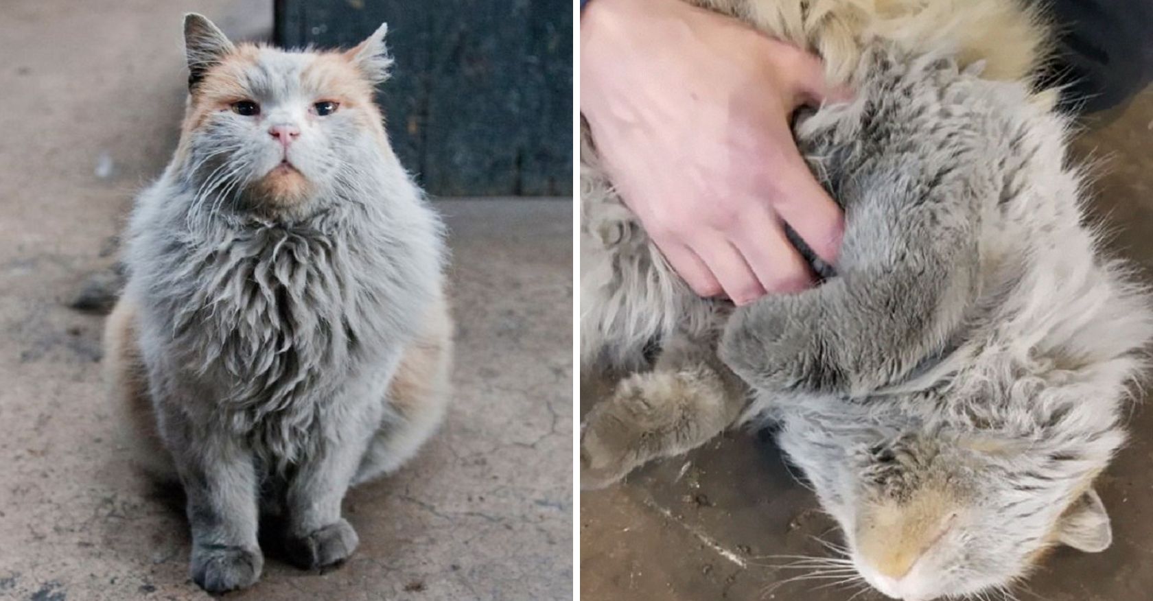 Meet 'Dirt,' the Nevada Railway Cat Who Forever Appears in Need of a Bath