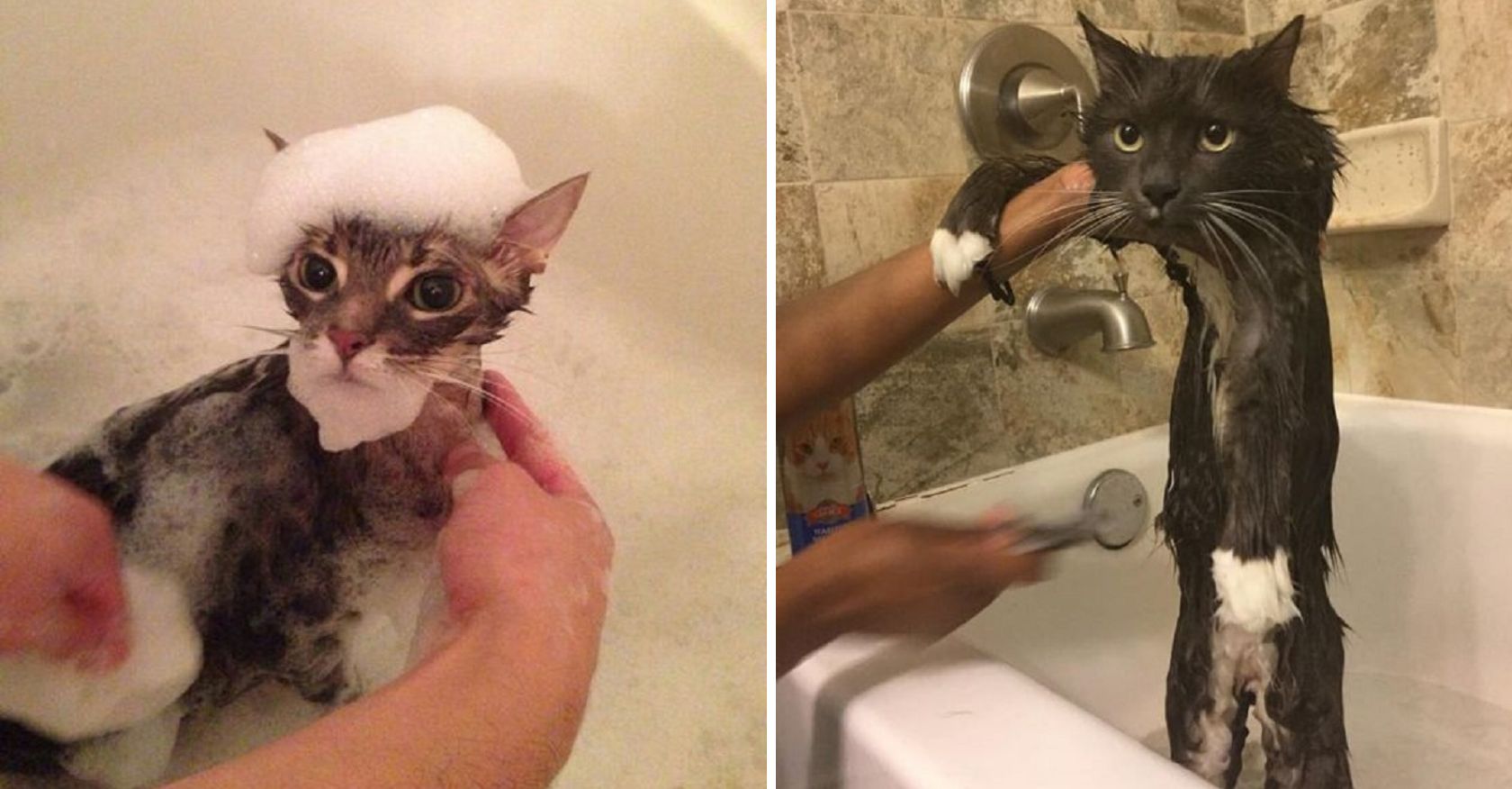 Purr-fectly Adorable: A Cat's Bath Time Charms