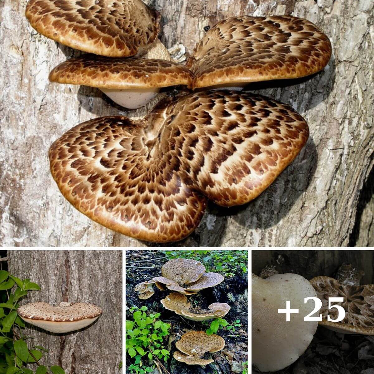 The Enigmatic World of Polyporus Squamosus: Unraveling the Mysteries of the Bagpipe Mushroom