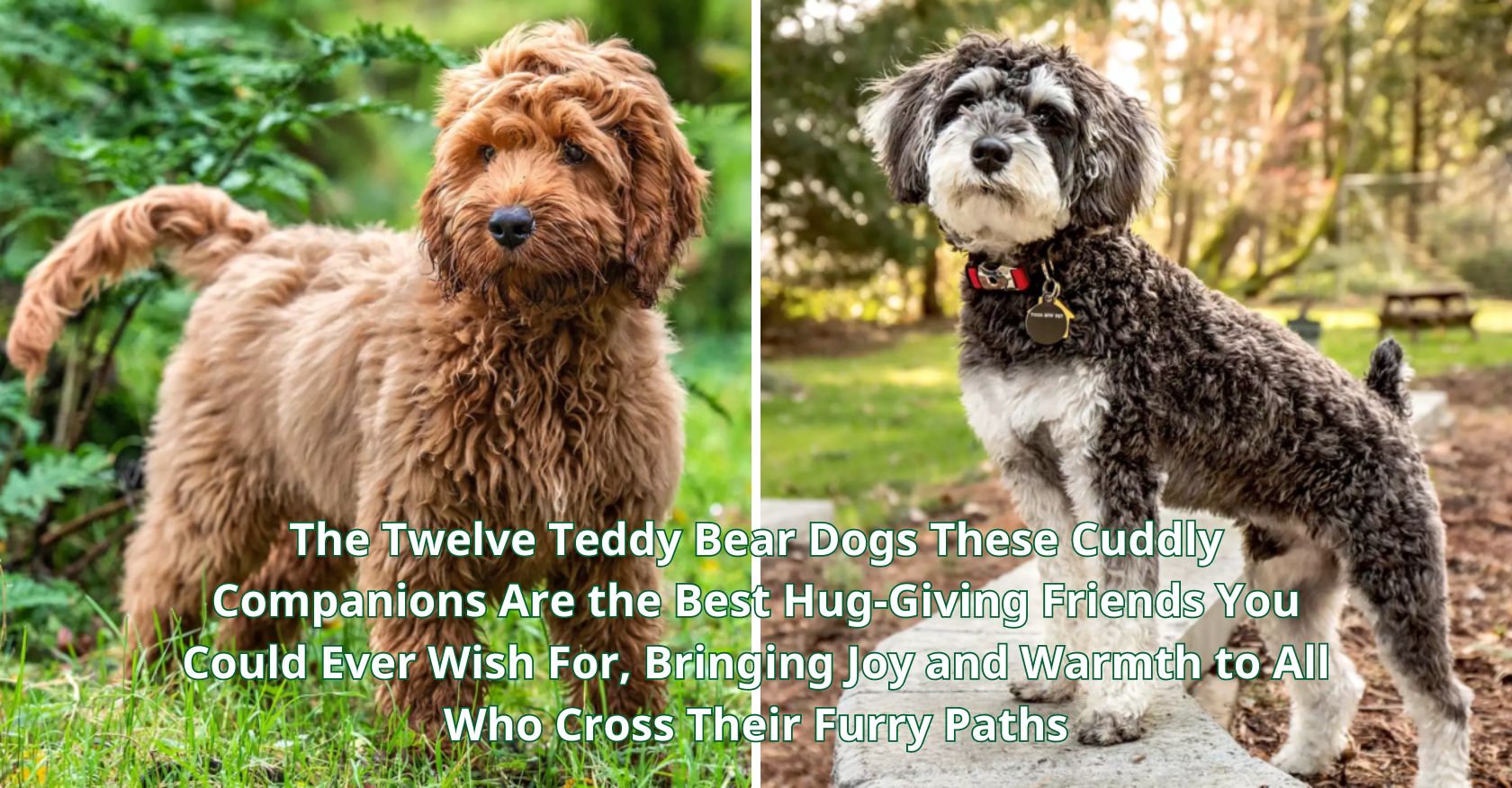 The Twelve Teddy Bear Dogs These Cuddly Companions Are the Best Hug-Giving Friends You Could Ever Wish For, Bringing Joy and Warmth to All Who Cross Their Furry Paths