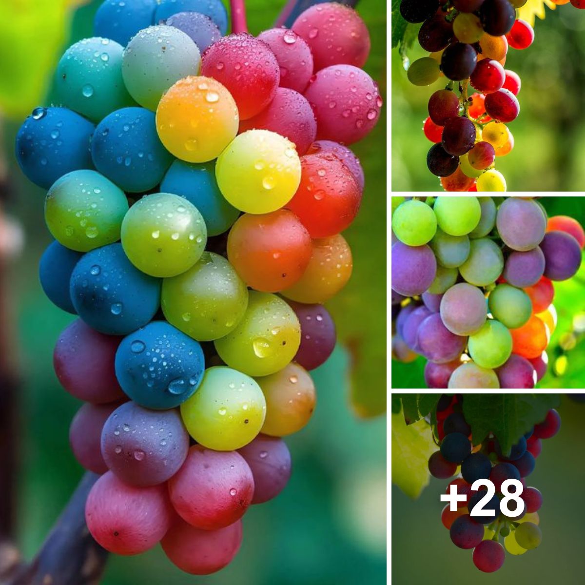 Clusters of grapes in seven vibrant colors: A magnificent visual symphony of the rainbow.