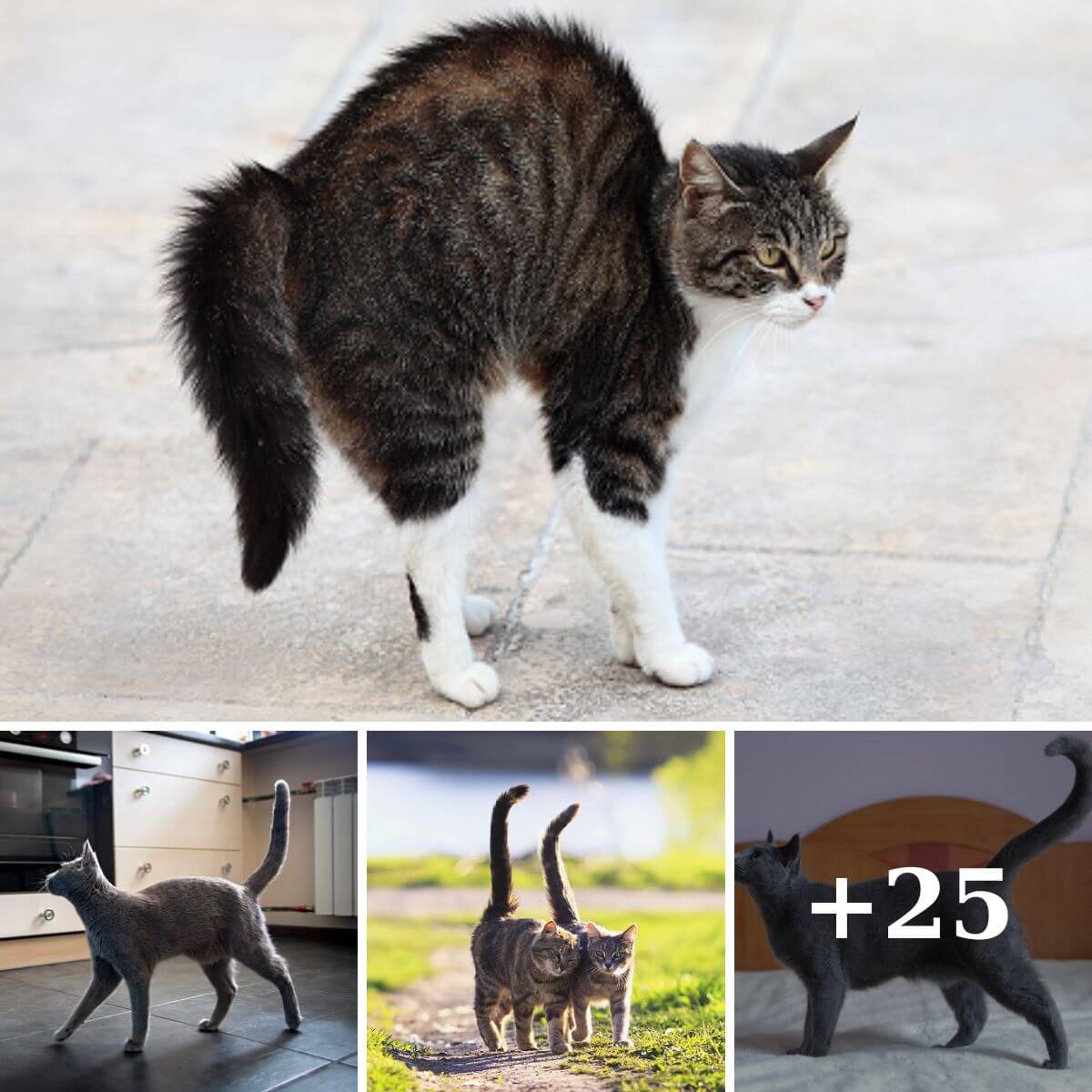 What Your Cat's Tail Can Tell You?