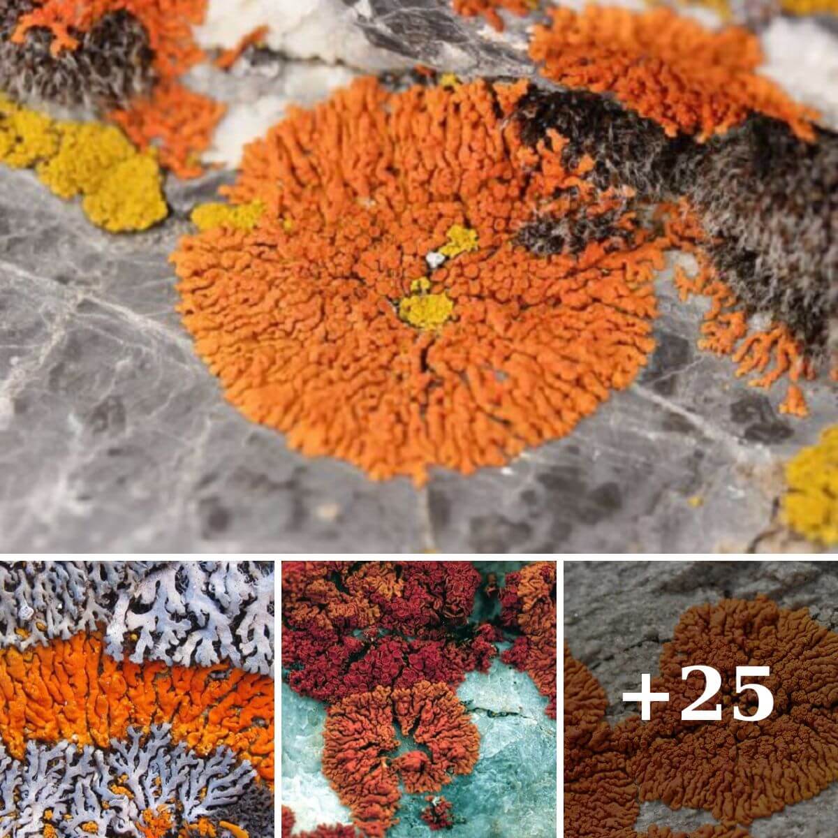 Discovering the Elegance of Sunburst Lichen (Xanthoria elegans)