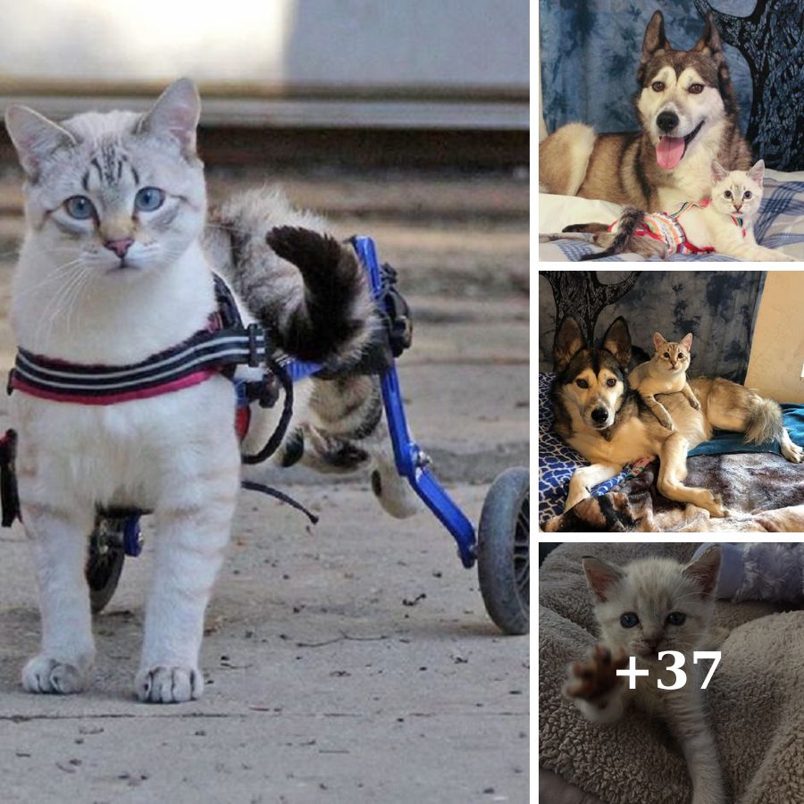 Meet The Incredibly Cute Paralyzed Kitten Who Was Rescued From The Streets  And A Canine Best Friend!