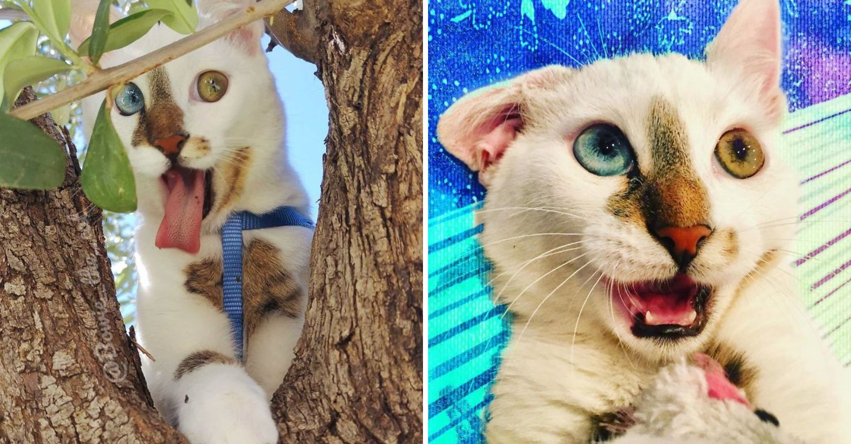 Meet Bowie, the Viral Cat with a Story in Each Eye – His Right and His Left 