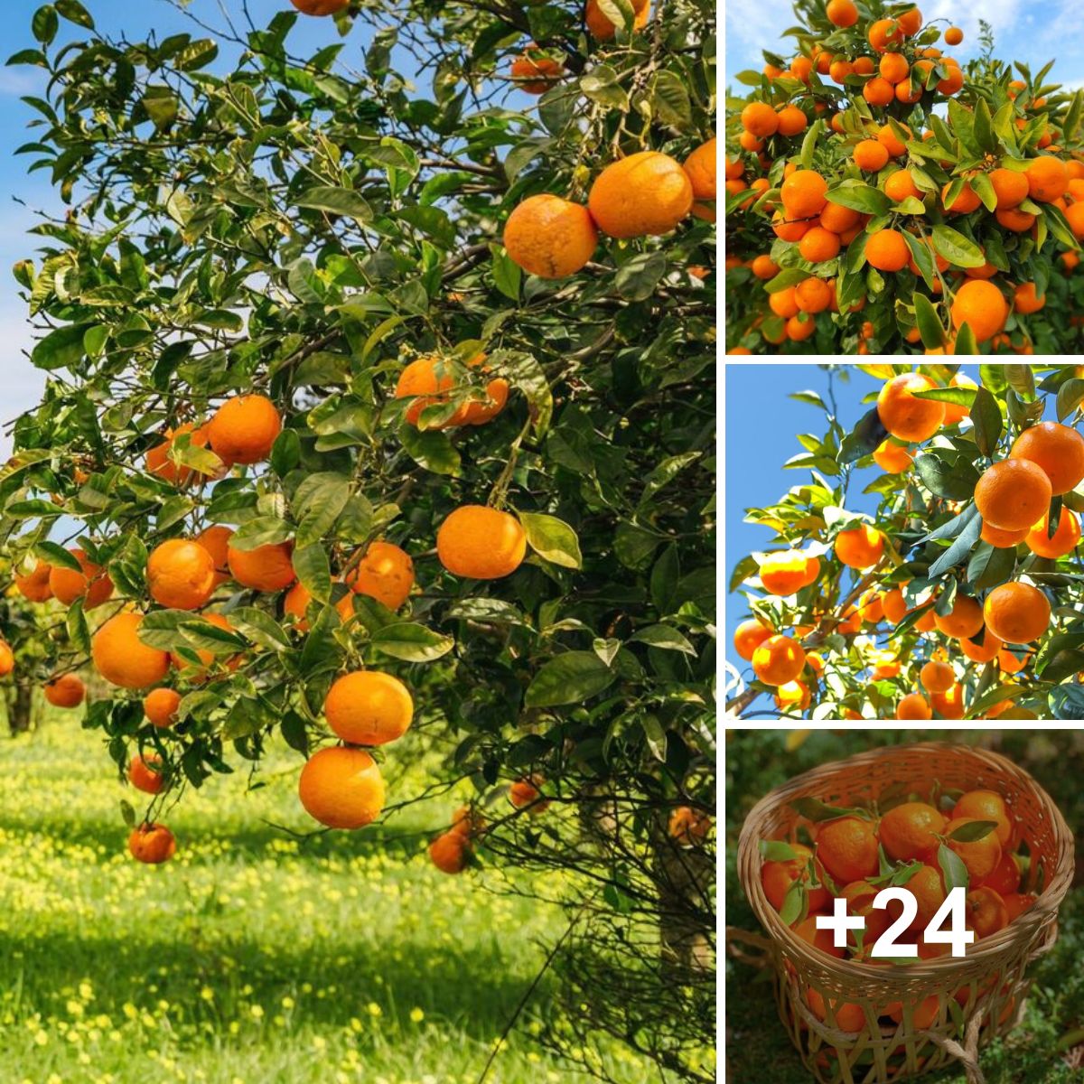 Kumquat Tree: Small-fruited trees that add extra flavor to your garden and kitchen.