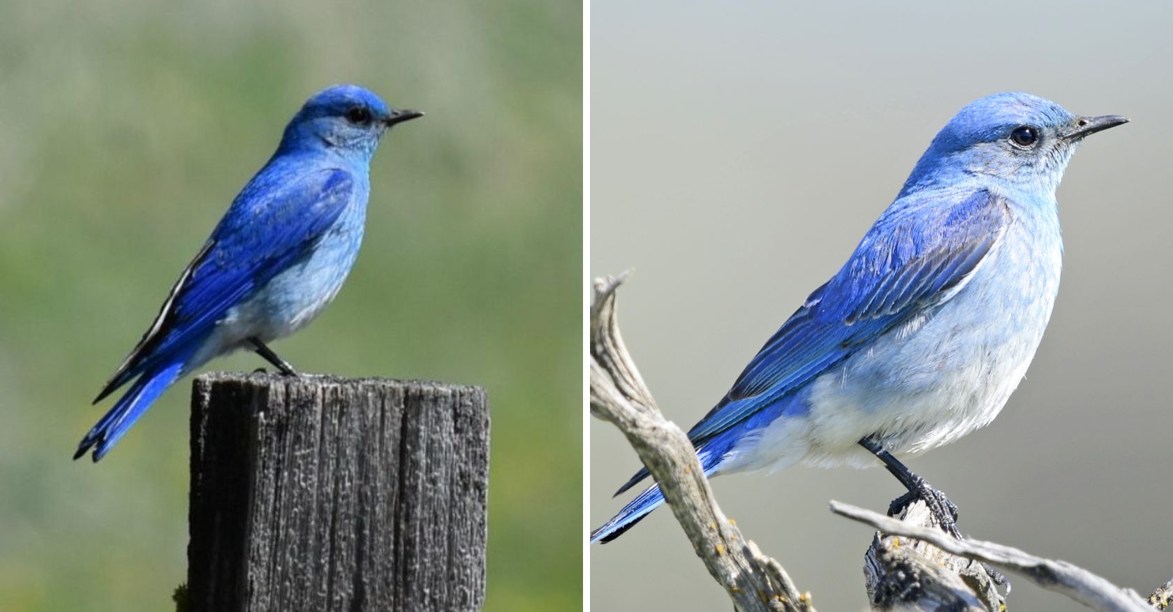 Mountain Bluebird – beautiful birds with captivating colors