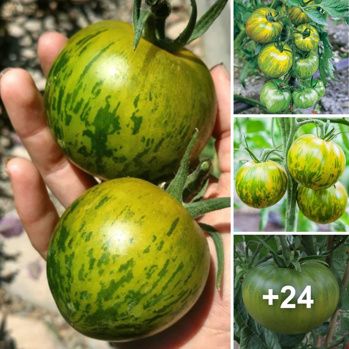 Cherokee Green Tomatoes: A Unique Twist on a Classic Ingredient